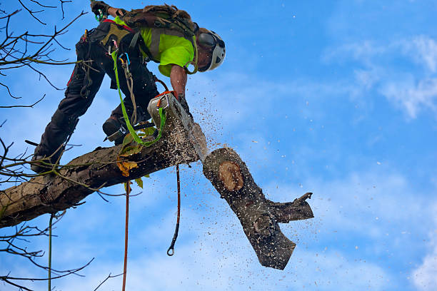 Professional Tree Services in Fern Prairie, WA